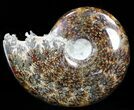 Cleoniceras Ammonite Fossil - Madagascar #40910-1